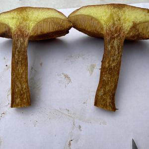 Larch Suillus