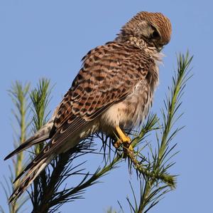 Common Kestrel