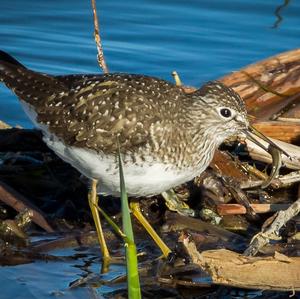 Wood Sandpiper