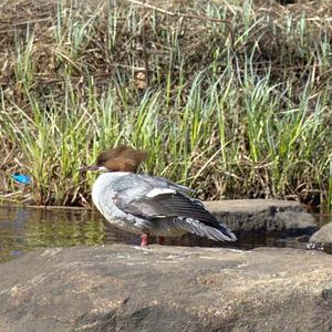 Gänsesäger