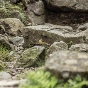 Grey Wagtail