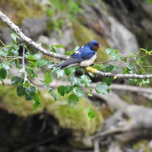 Barn Swallow