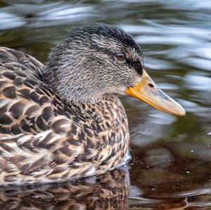 Mallard