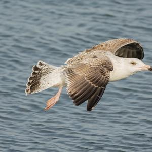 Herring Gull