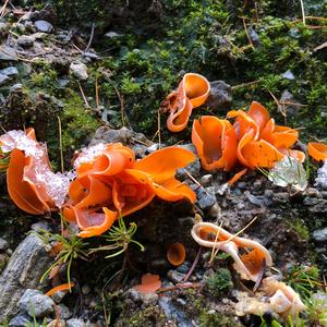 Orange Peel Fungus