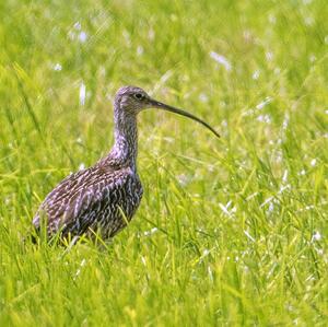 Eurasian Curlew