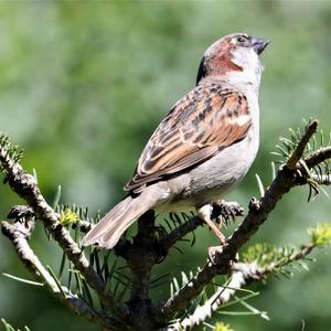 House Sparrow