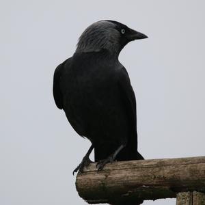 Eurasian Jackdaw