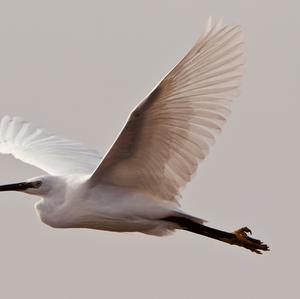 Little Egret