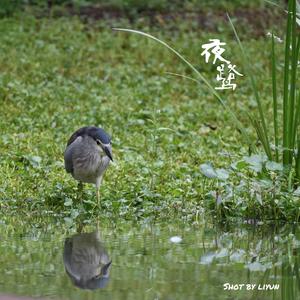 Black-crowned Night-heron