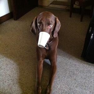 Weimaraner