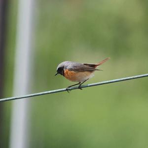 Common Redstart