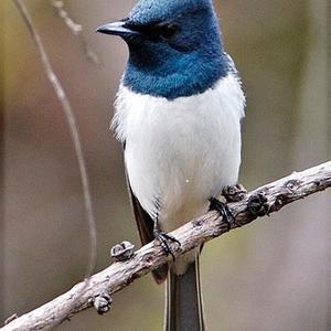 Leaden Flycatcher