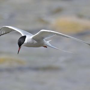 Common Tern