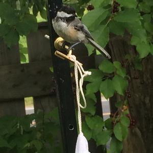 Black-capped Chickadee