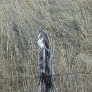 Common Buzzard