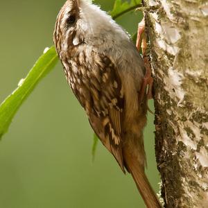 Eurasian Treecreeper