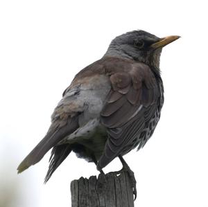 Fieldfare