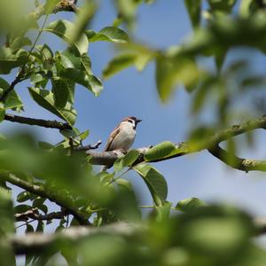 Eurasian Tree Sparrow