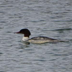 Common Merganser