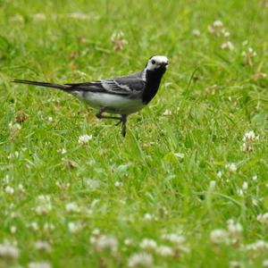 White Wagtail