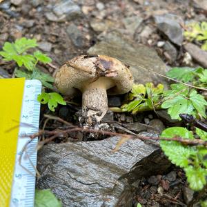 Poison Paxillus