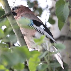 Eurasian Jay