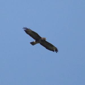 Common Buzzard