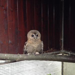 Tawny Owl