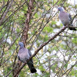 Common Wood-pigeon