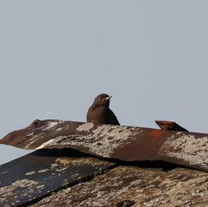 Black Redstart