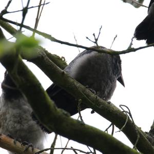 Hooded Crow