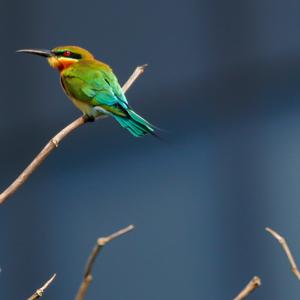 Blue-tailed Bee-eater