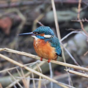 Common Kingfisher