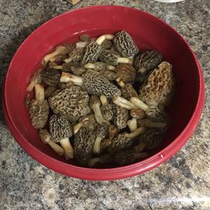 Yellow Morel