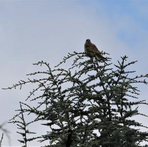 Common Kestrel