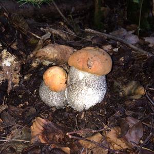 Orange Birch Bolete