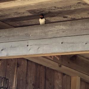 Northern House-martin