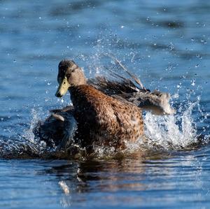 Mallard