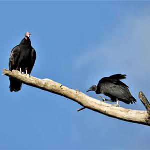 Turkey Vulture