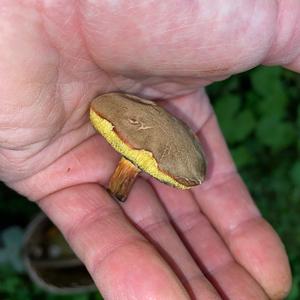 Yellow-cracked Bolete