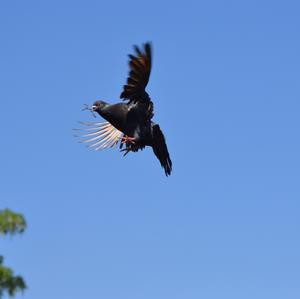 Rock Pigeon