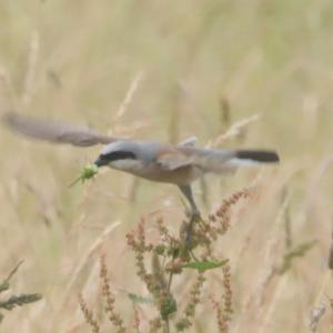 Red-backed Shrike