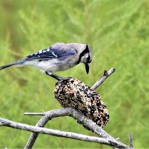 Blue Jay