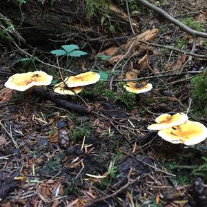 False Chanterelle