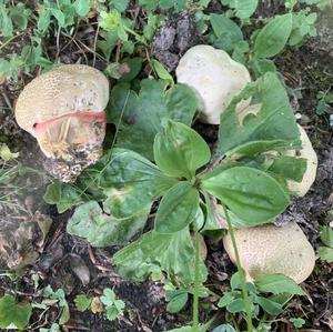 Satan`s Bolete