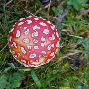 Fly Agaric