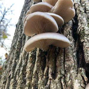 Oyster Mushroom