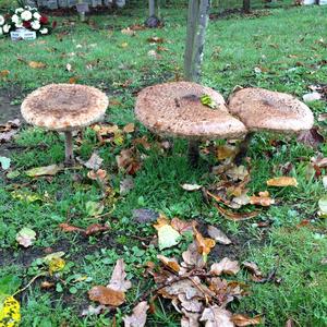 Parasol Mushroom