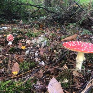 Fly Agaric